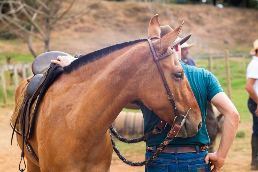 Fim-acima do cavalo com a boca aberta