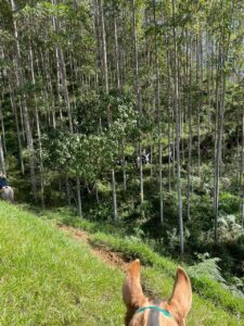 Créditos: Participantes da Cavalgada